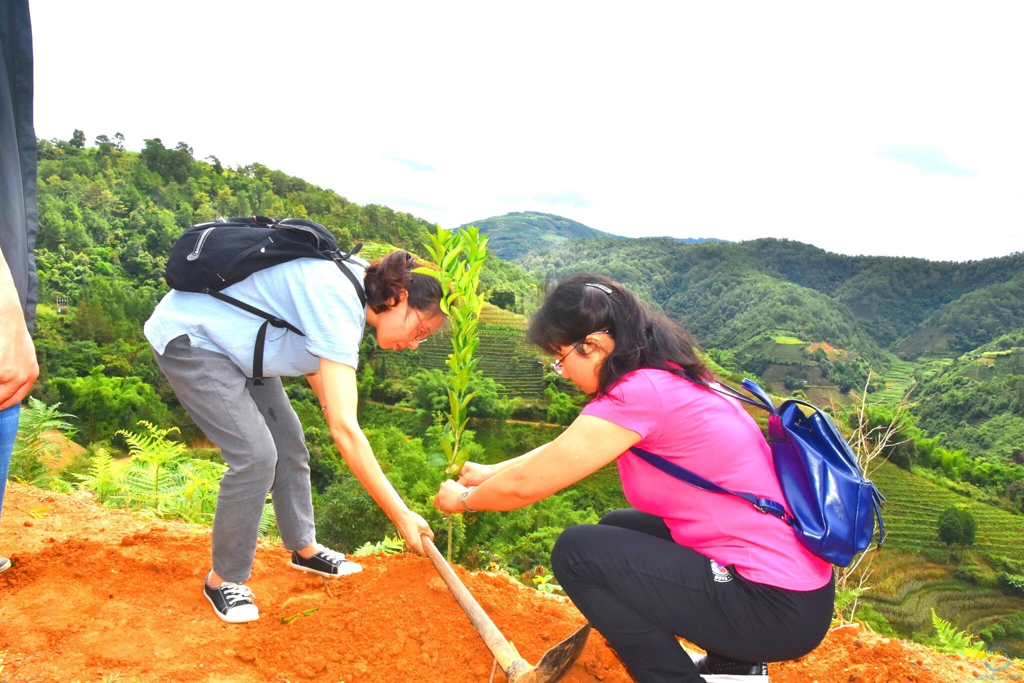 精准扶贫送果苗 产业扶贫增希望——我院扎实推进柑橘种植项目助力推进脱贫攻坚